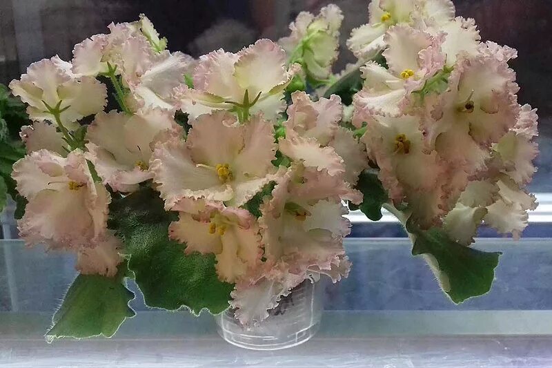 Фиалка лесная сказка. Фиалка сказка. Ав сказка. Ав сказочная тайга фиалка. Фиалка мишка на севере.