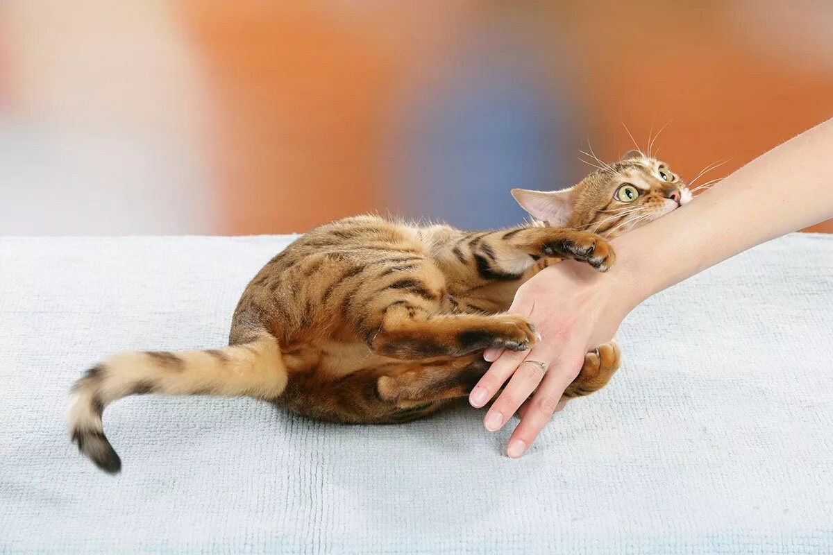 Почему кошка кусает. Кот царапается. Кот кусает руку. Кот вцепился в руку. Кусачая кошка.