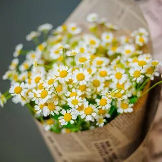 Фото с днем рождения с ромашками