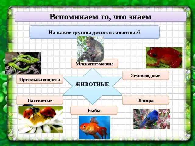 Птицы рыбы насекомые. Группы животных. На какие группы делятся животные. Земноводные пресмыкающиеся птицы млекопитающие.