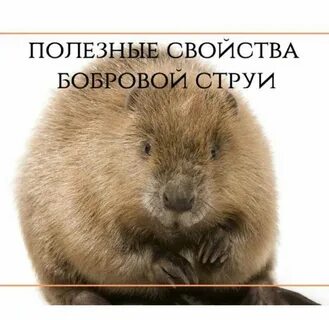 Продолжительность жизни бобра