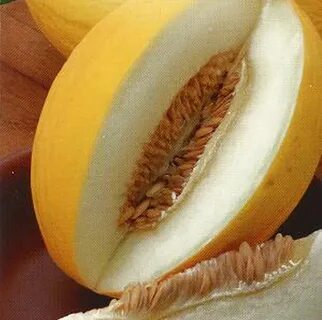 Дыня казачка