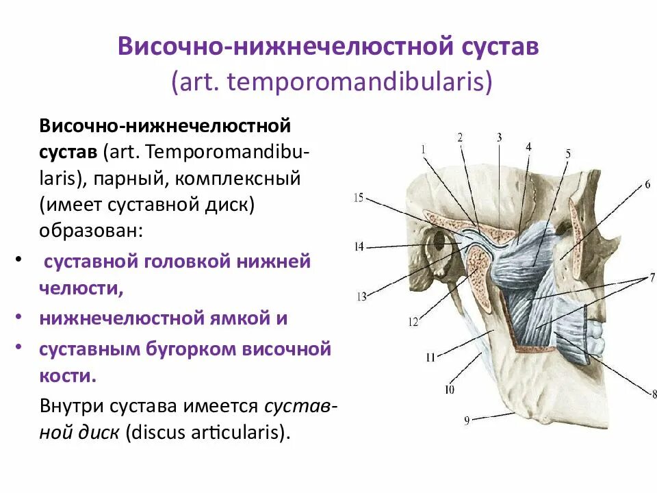 Тип соединения височной кости