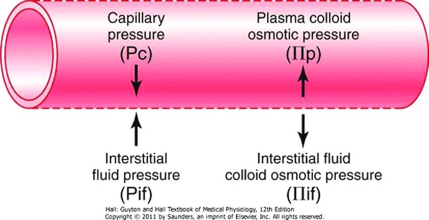 Fluid force. Capillary pressure. colloid pressure. fluid flow сертифицирован. composition of osmotic pressure.