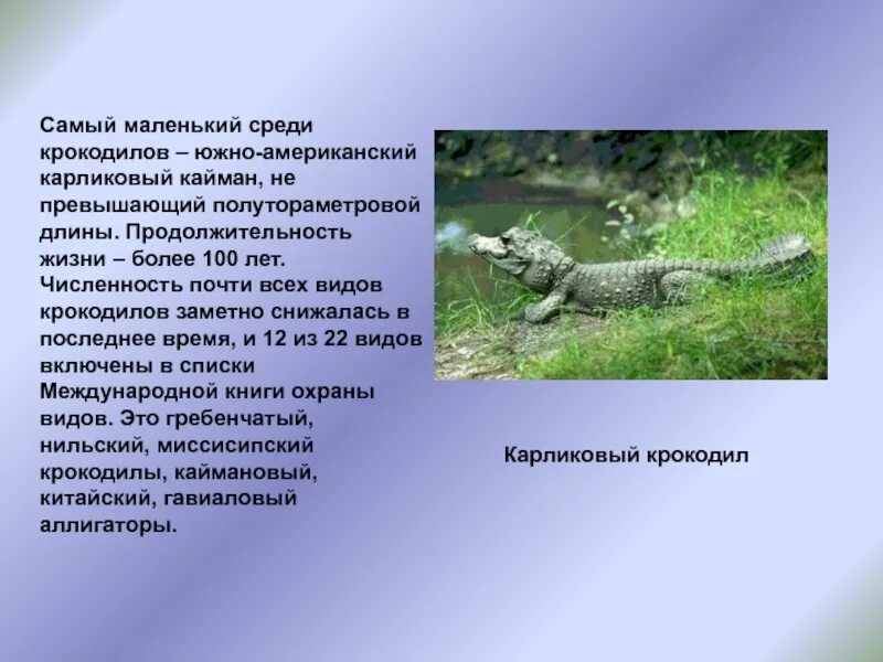 Крокодилов относят к классу