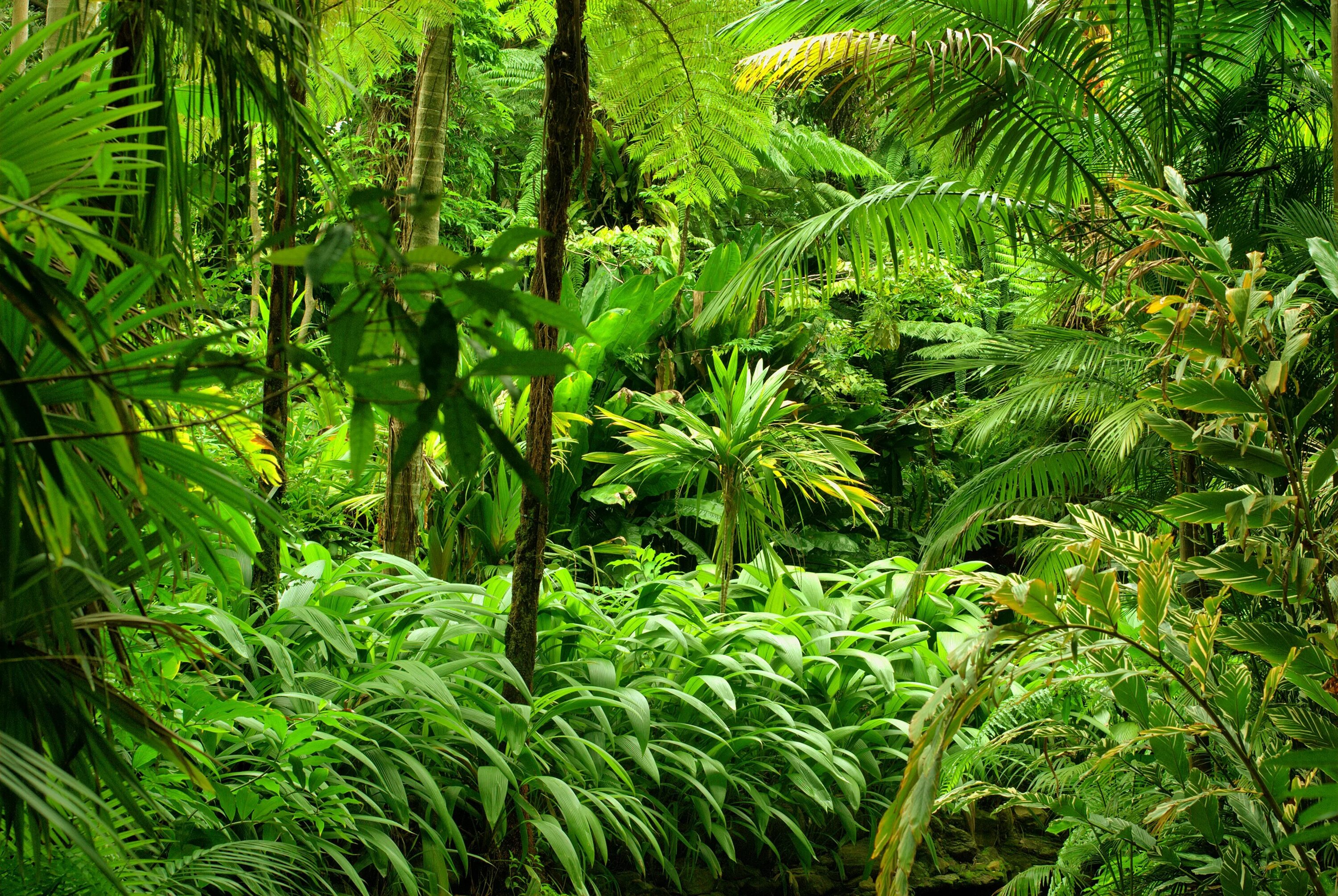Тропикал Рейнфорест. НЕПРОХОДИМЫЙ тропический лес Африки. Подлесок тропического леса.