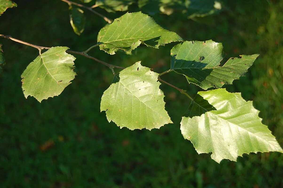 Какие листья у березы. Betula nigra. betula nigra листья береза черная. betula megrelica. betula birch.