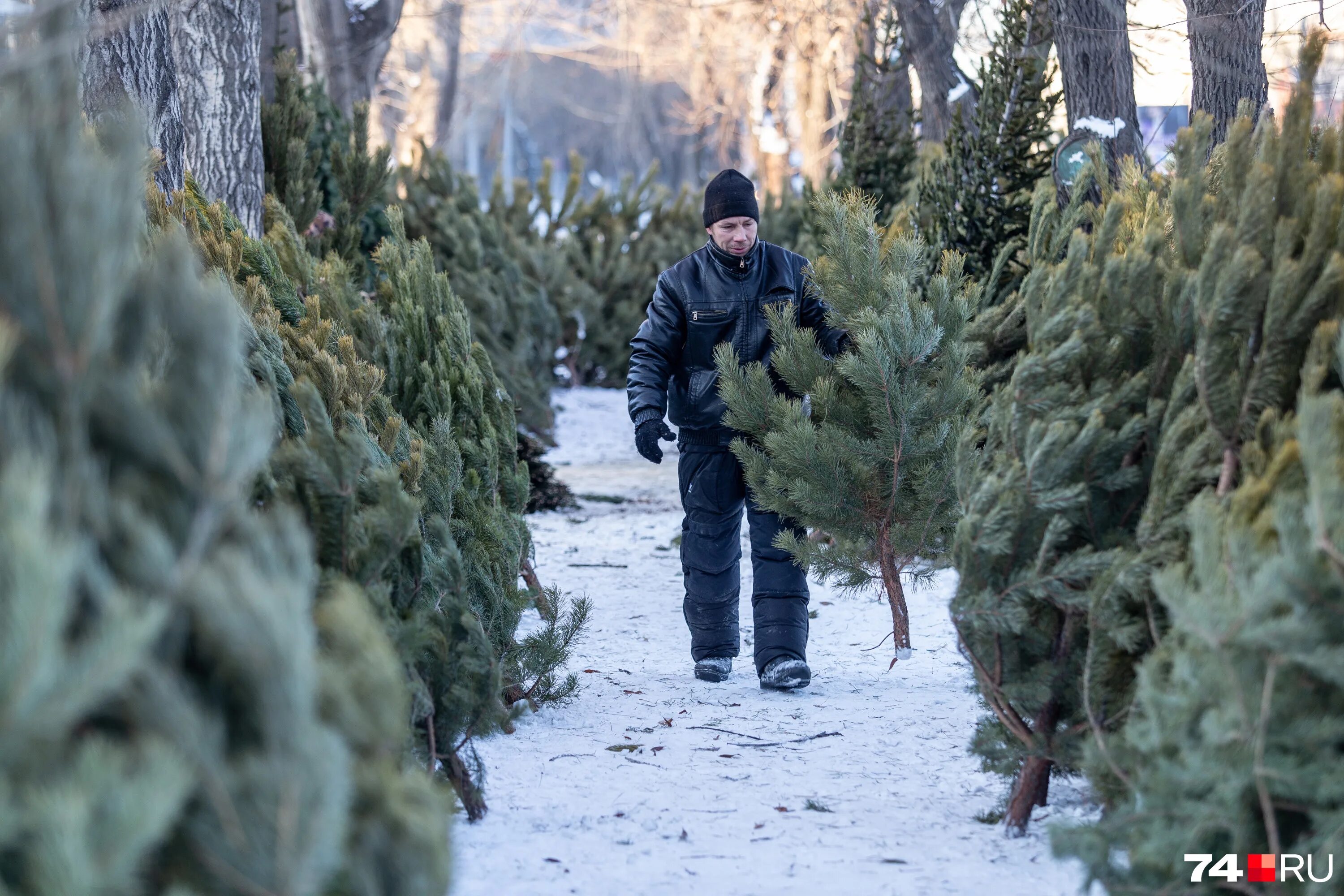 живые ёлки на рынке. елка в перми 2022. елочный базар в москве. магнит елки живые в горшке. рубка елок.