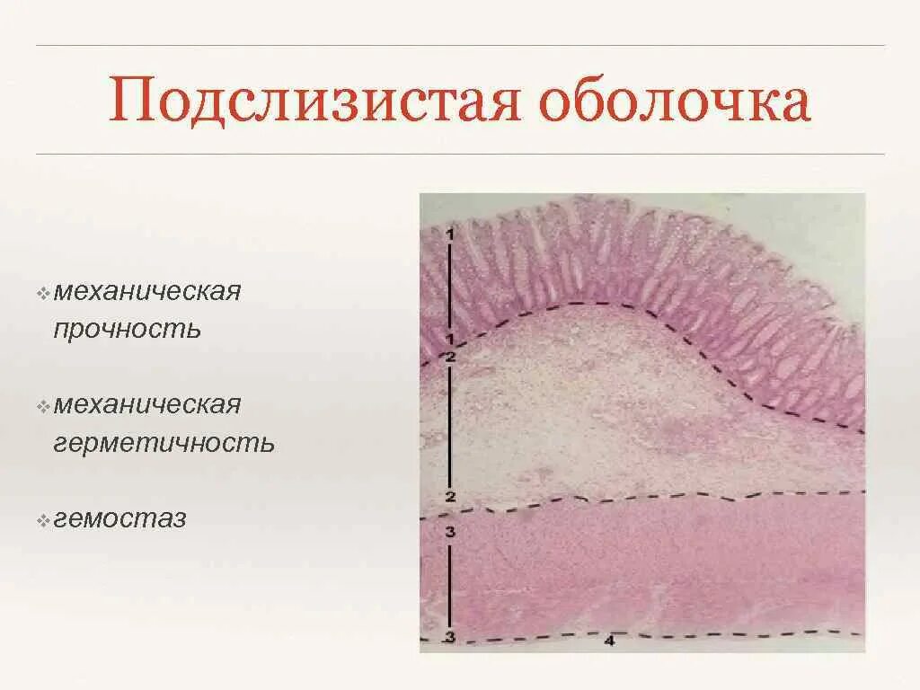 Слои полости рта. Подслизистый слой слизистой оболочки полости рта. Строение слизистой рта. Строение слизистой ротовой полости. Слизистая оболочка полости рта состоит из слоев.