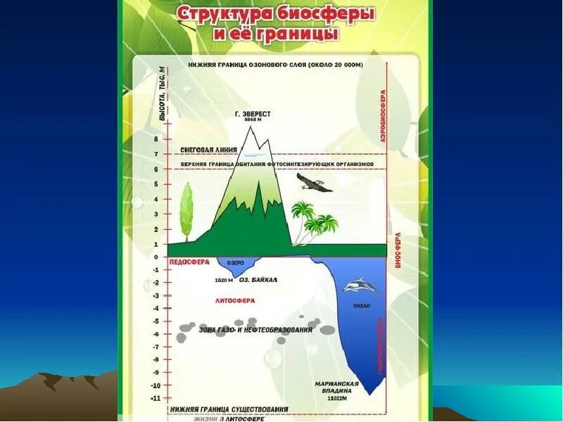 Динамика изменений в биосфере. Схема границы биосферы 6 класс география. Структура биосферы. Строение биосферы. Строение биосферы схема.