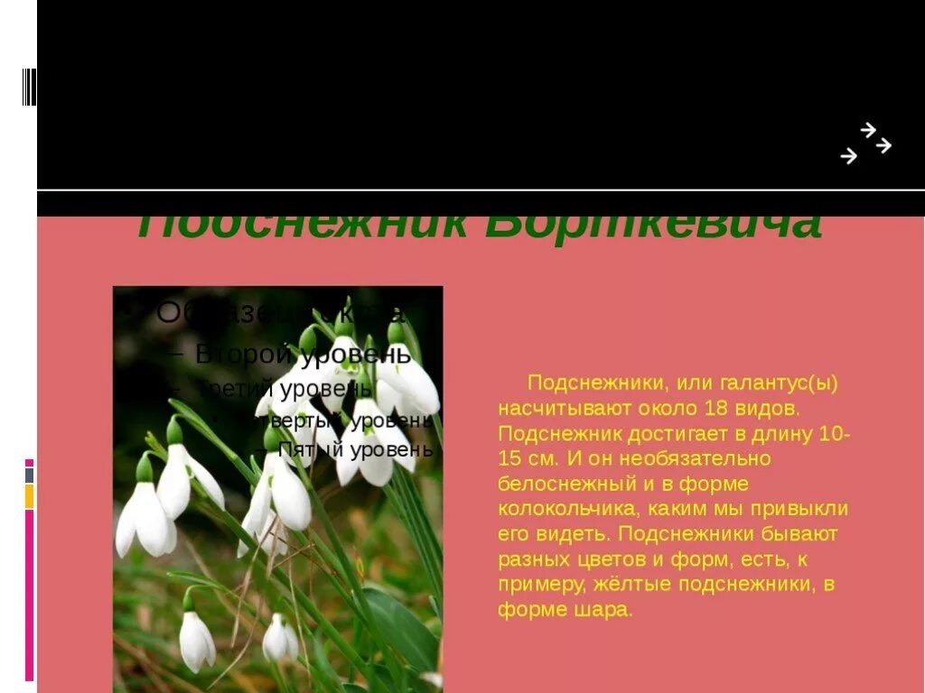 Что означает подснежник. Что означает подснежник