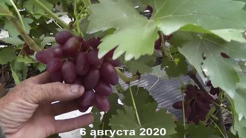 Виноград барин