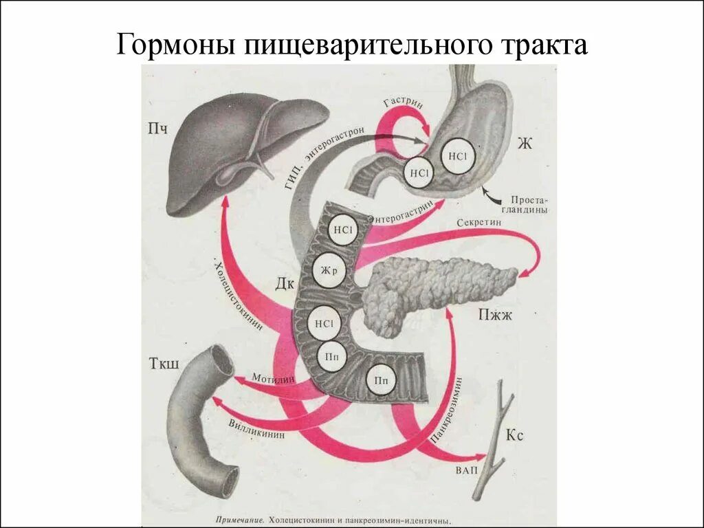 Пищеварительные соки ферменты гормоны. Регуляция пищеварения в 12-перстной кишки. Эндокринная функция ЖКТ физиология. Гормоны пищеварительного тракта физиология. Пищеварение в 12 перстной кишки схема.