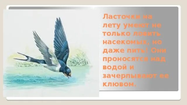 Ласточки птицы Бога. Опиши ласточку береговушку как писатель. Ласточка Береговая род. Исследовательская работа 2 класс ласточки. Как ласточку называли в старину