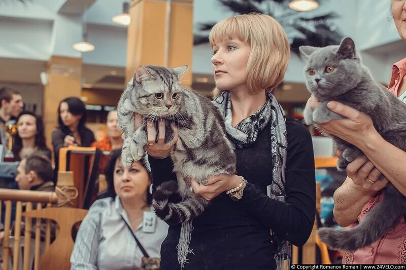 интересные факты о выставках кошек. кошачья выставка. тц июнь выставка кошек. выставка кошек вднх. тц июнь выставка кошек.