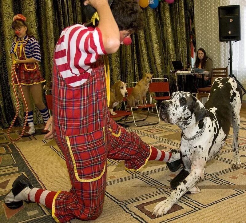 Снять цирк. Снять цирк. Цирк декорации к празднику. Дрессированные животные в цирке. Медведи в цирке на вернадского.