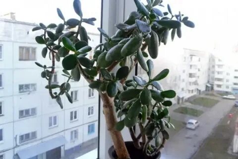 Выбросить денежное дерево