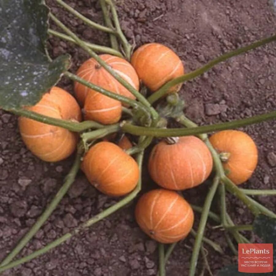 митлайдер тыква. селекционер скрестил растения тыквы. тыква cucurbita maxima. селекционер скрестил растения тыквы. тыква нельсон.