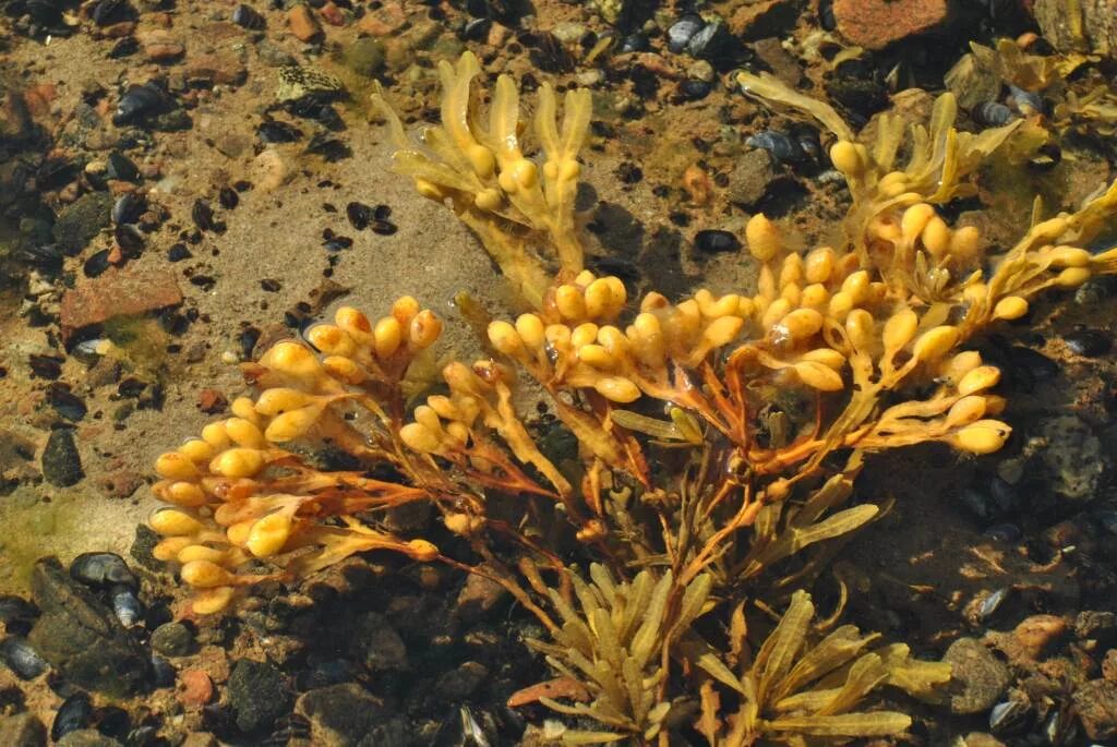 Бурые водоросли фукус. Фукус пузырчатый водоросль. Водоросли морской виноград фукус. Фукус Покрытосеменные.