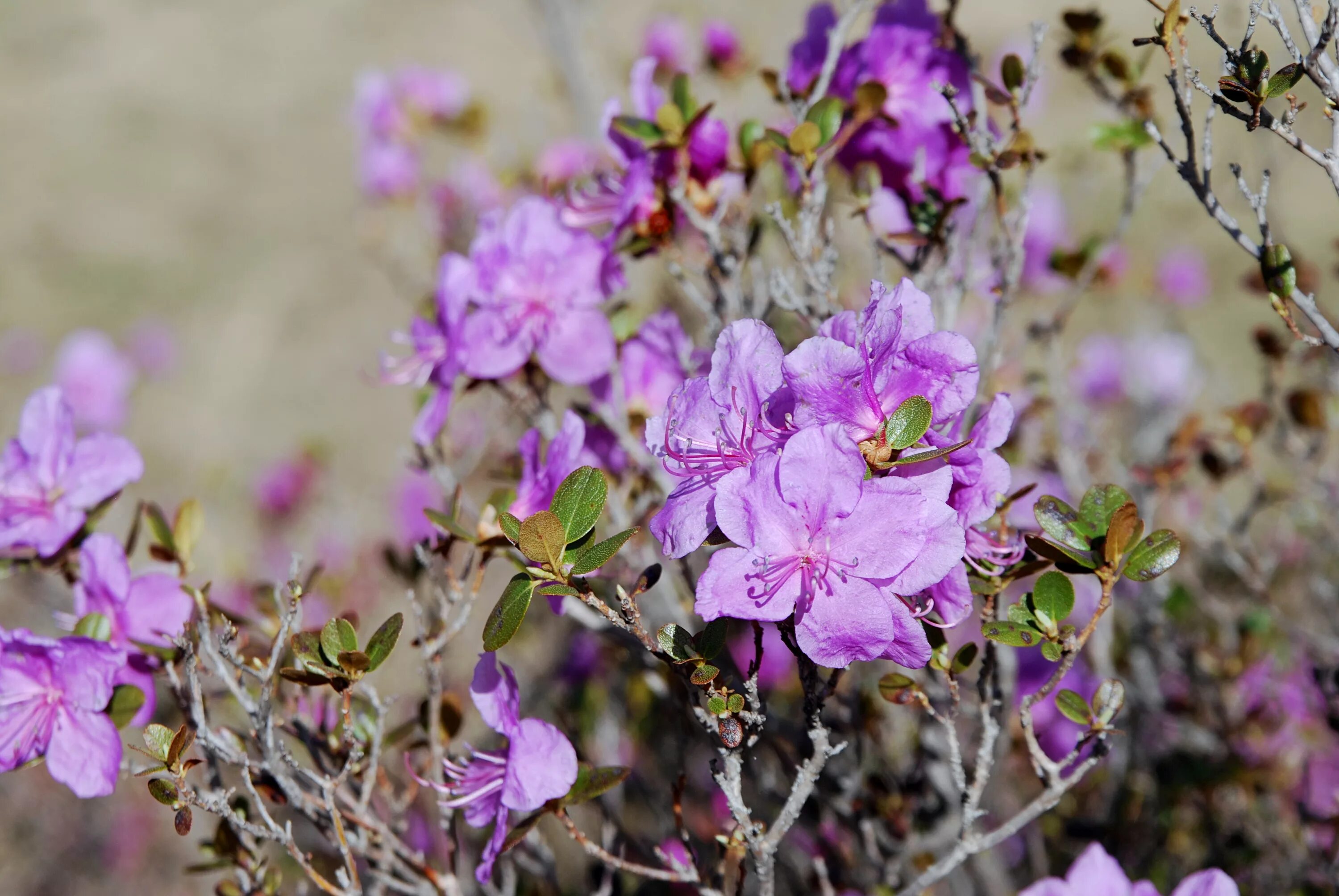 багульник цветет. рододендрон даурский. рододендрон даурский багульник. рододендрон даурский дальневосточный. рододендрон даурский багульник.