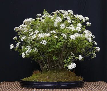 Альбифлора