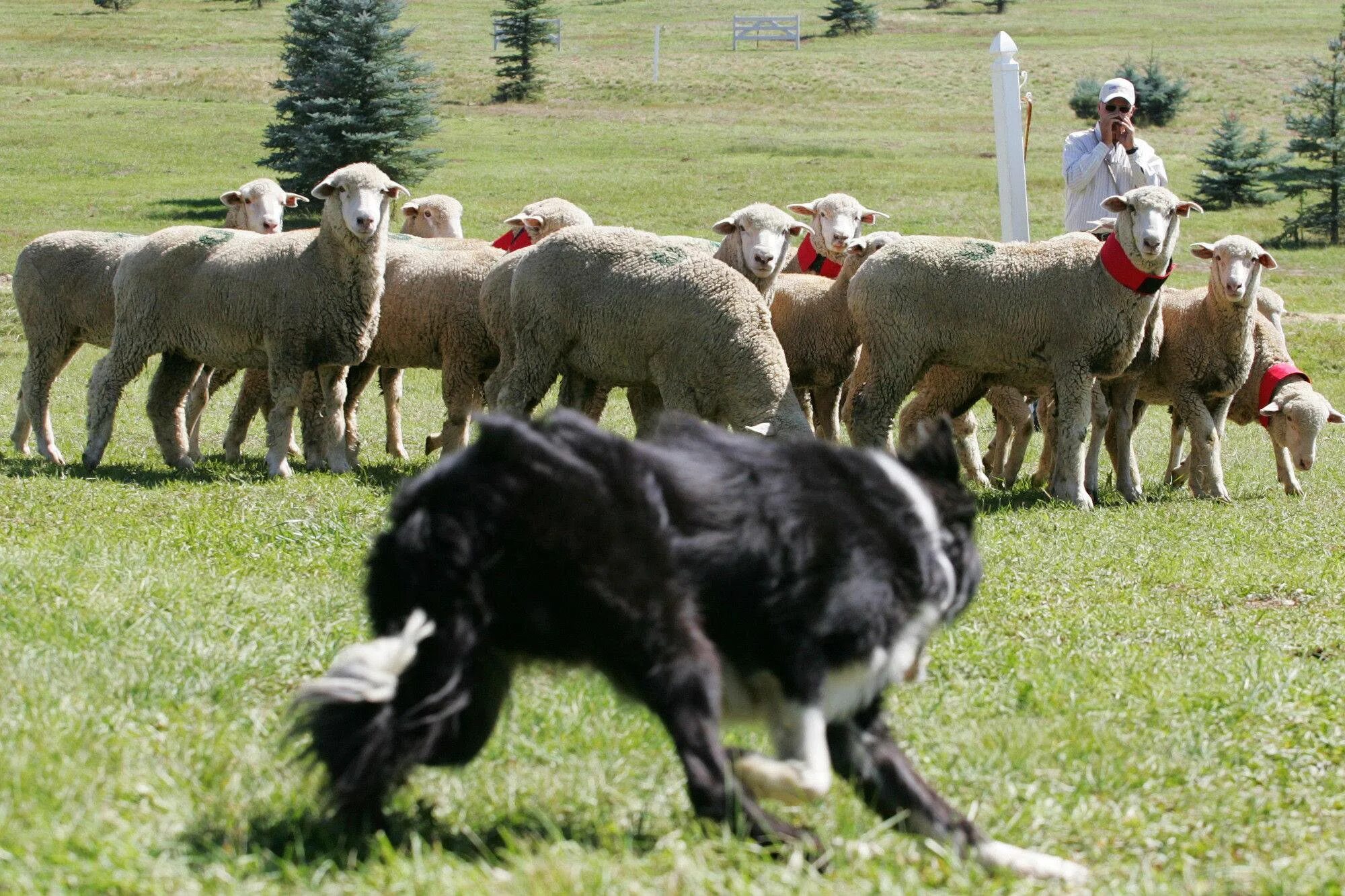 Пасет город. Бордер колли овцы пастух. Южнорусская овчарка пасет овец. Собака пастух порода бордер колли. Бордер колли пасет овец.