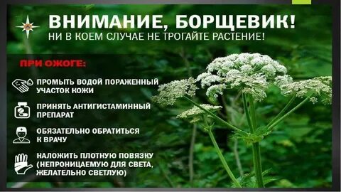 Какие травы опасны