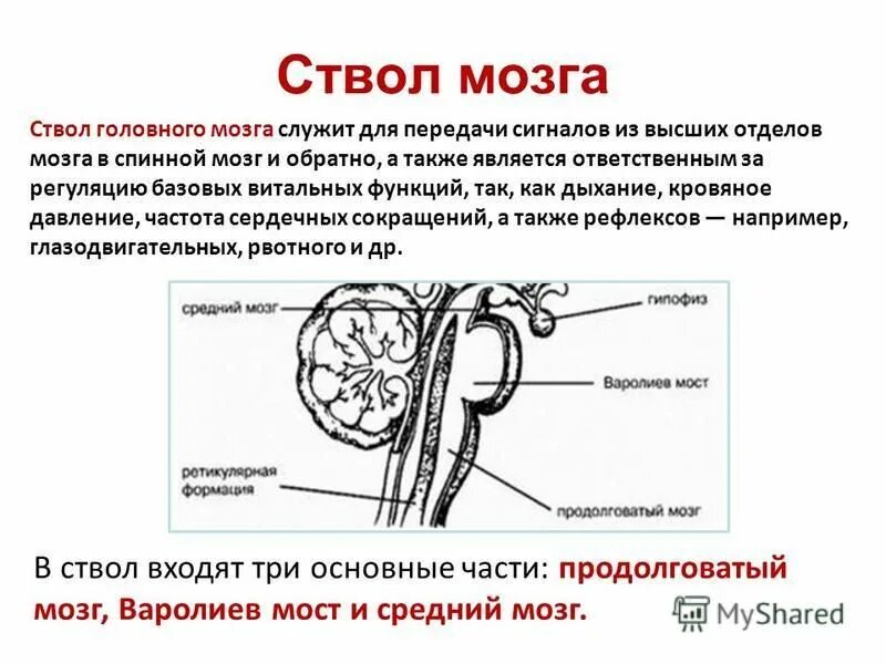 В ствол головного мозга входят отделы. Ствол мозга отделы и функции. Основные структуры ствола головного мозга. Основные функции отделов ствола головного мозга. Ствол головного мозга строение и функции.