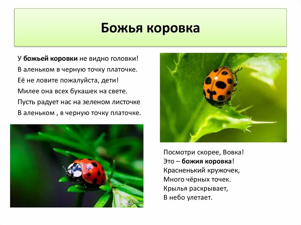 Какой тип питания у божьей коровки. Всемирный день божьей коровки. зелёная божья коровка бывает ли. божья коровка картинка с описанием. день божьих коровок.