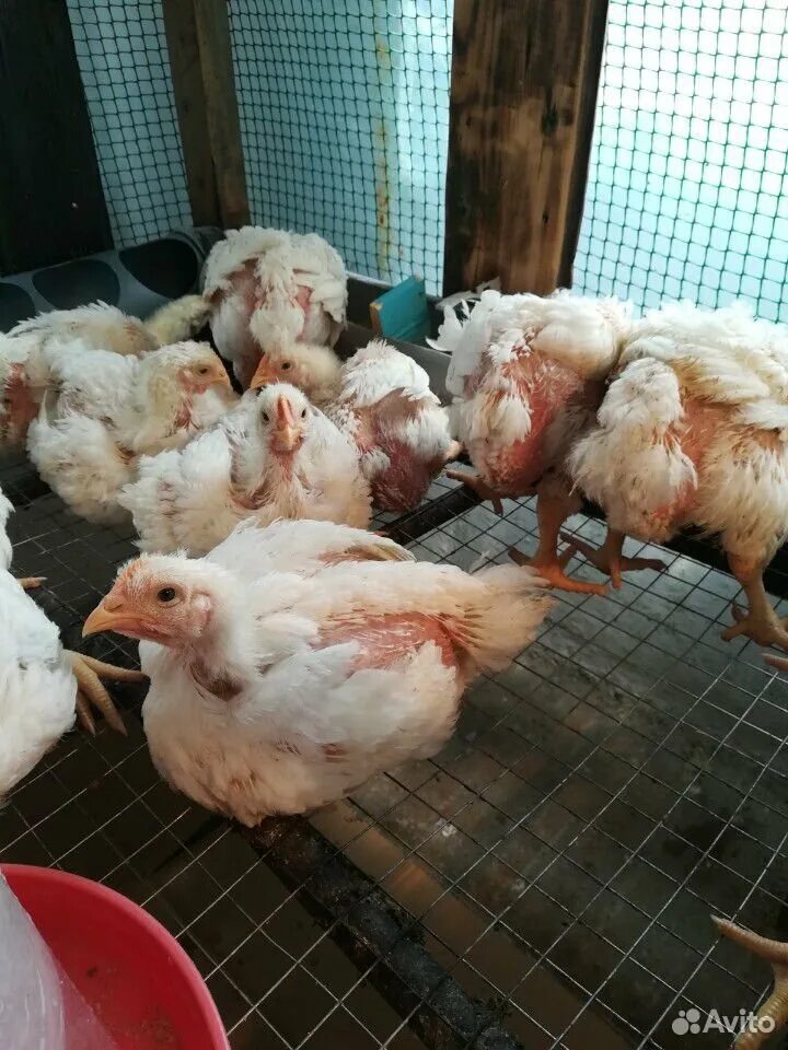 какая порода бройлеров. какая порода бройлеров. бройлер кобб 500. кросс кур кобб 500. какая порода бройлеров.