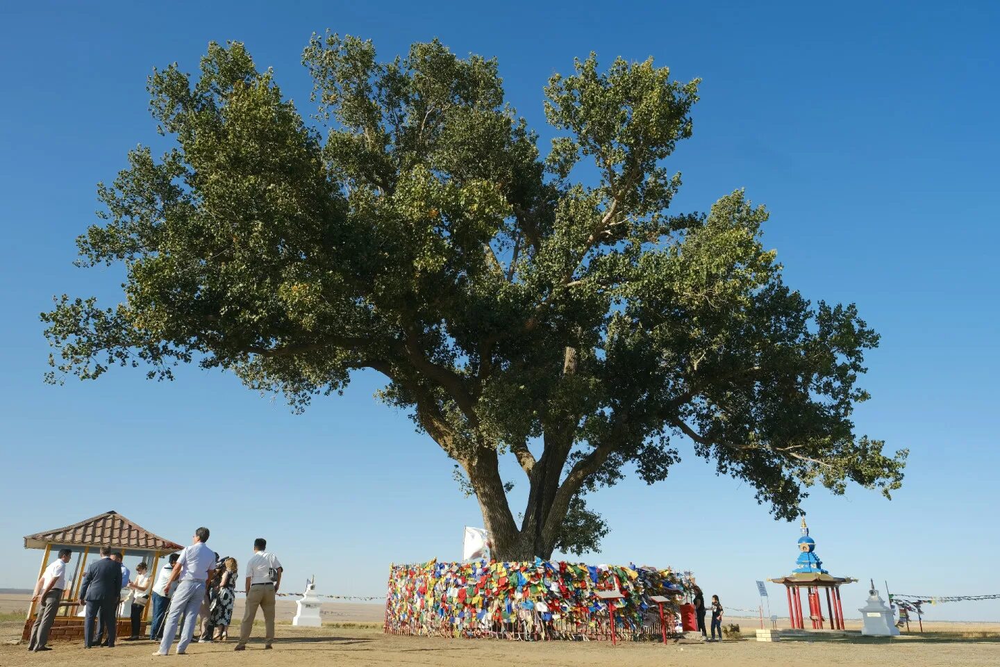 одинокий тополь в калмыкии. одинокий тополь элиста. одинокий тополь хар булук. тополь в степи калмыкии. одинокий тополь элиста.