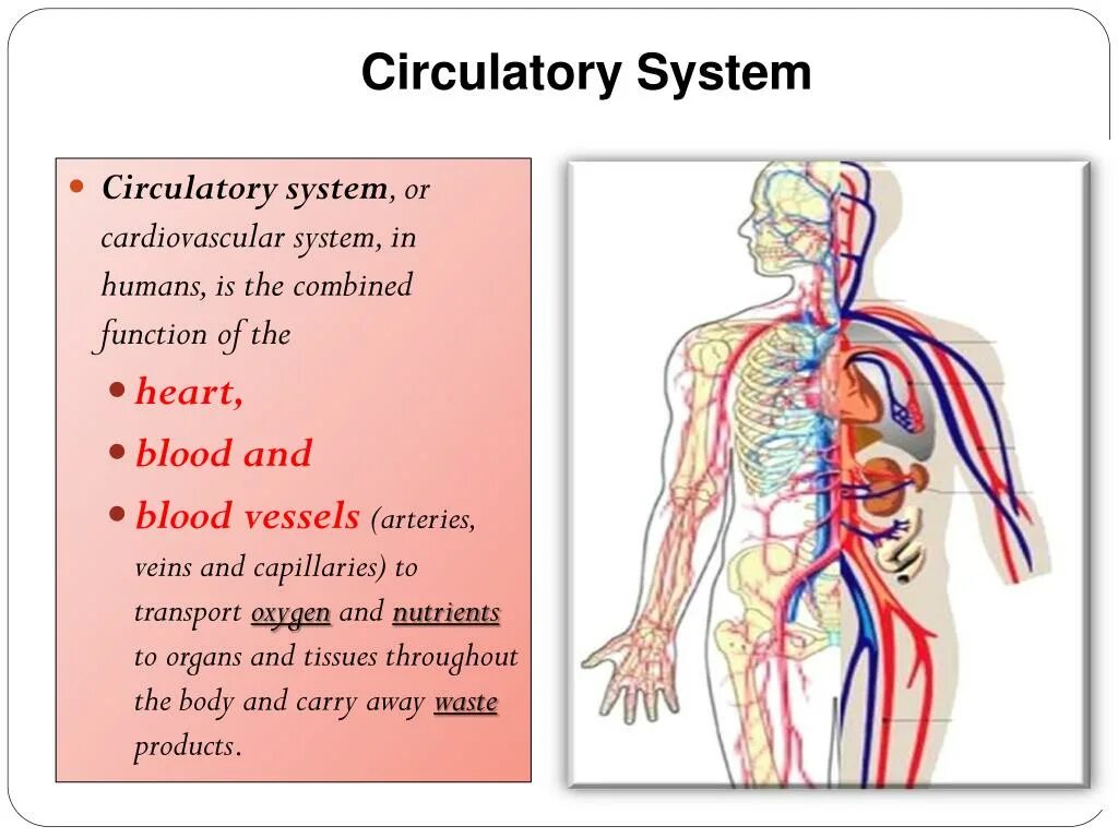 Circulatory system. Human circulatory system. the circulatory cardiovascular system. blood circulation.
