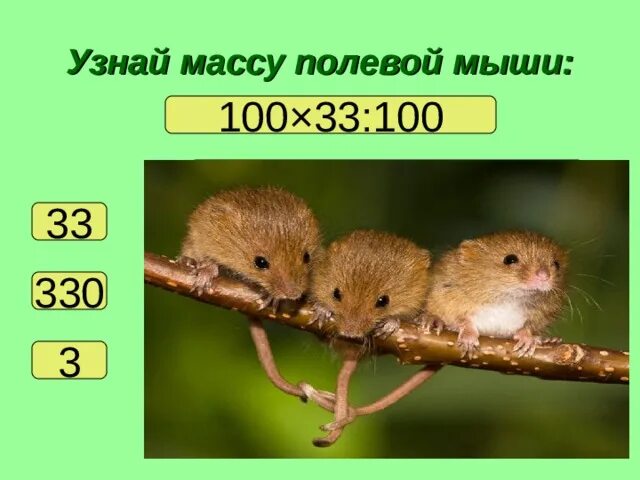 Сколько весит мышка полевка. Обыкновенная полёвка. Полевка миддендорфа. Темная полёвка – microtus agrestis. Полёвка-экономка.