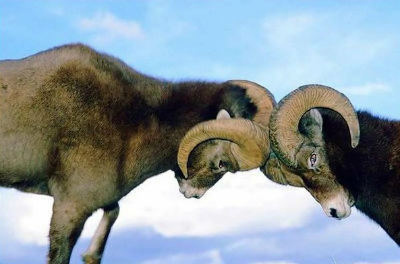 Ovis ii