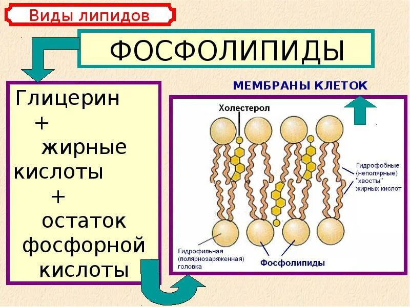 Строение липидов. Строение сложных липидов. Химическая структура липидов. Липиды состав и строение.