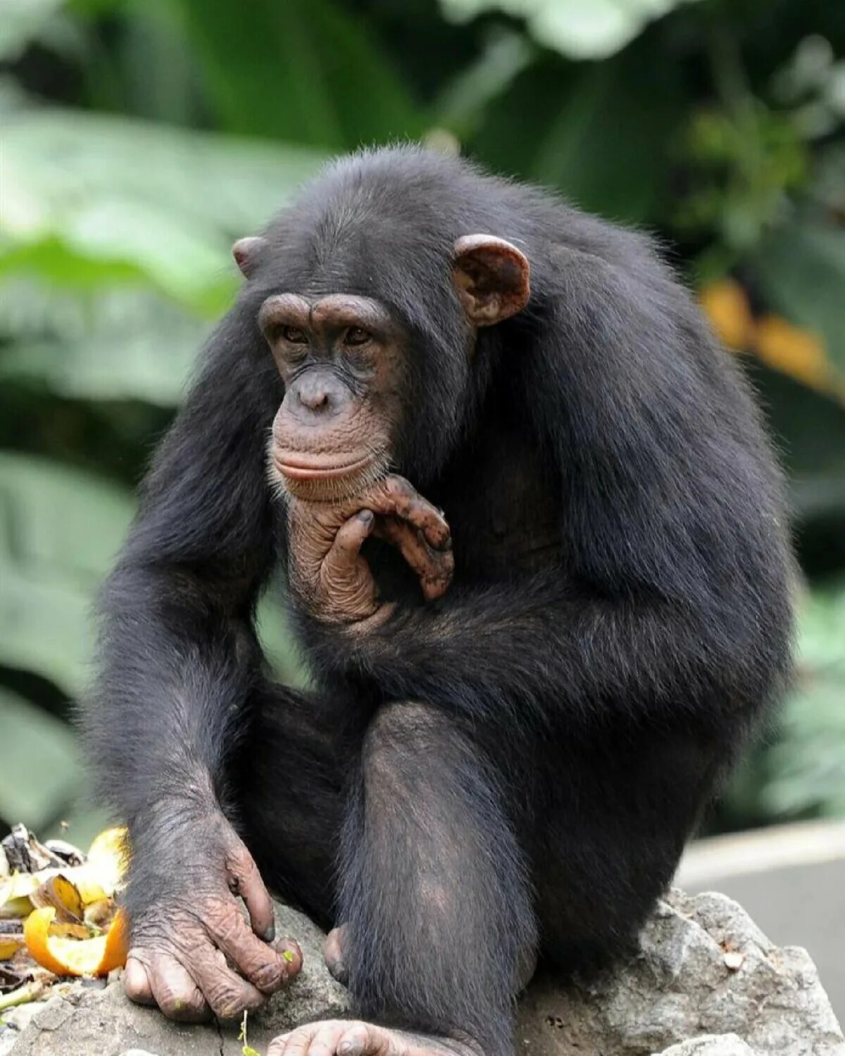 Обезьяна шимпанзе. Приматы шимпанзе. Обезьяна на ветке. Про шимпанзе. Про шимпанзе.