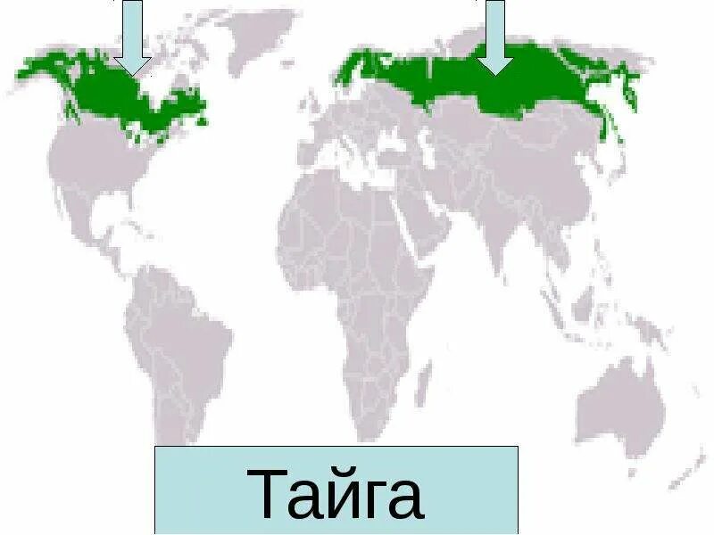 Географическое положение тайги на карте. Географическое расположение тайги на карте. Расположение хвойных лесов на карте.