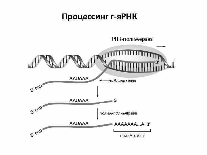 Процессинг РНК схема. Поли а полимераза. Строение Поли(a)-хвоста РНК. РНК может реагировать с рибонуклеазой;. Расщепление биополимеров происходит в