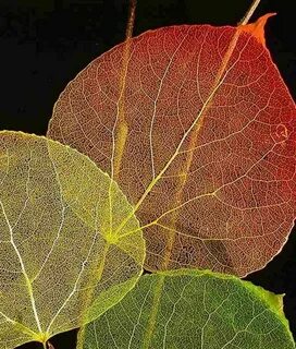 They are leaves