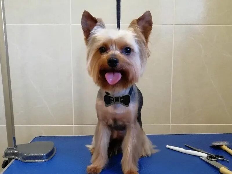 Уэст уайт терьер стрижка. Авито грумер. Как подстричь собаку в домашних условиях машинкой. Стрижка авито. Авито грумер.