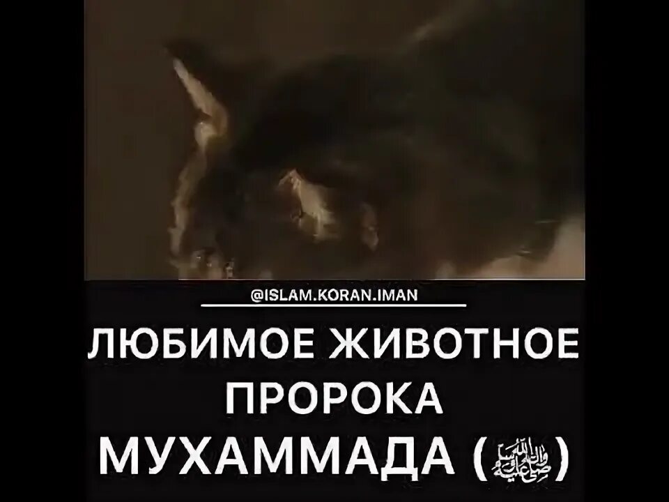 Mona Мурр! Книга о выдающихся котах и кошках 2. Коты-легенды Строки на веере Дзе