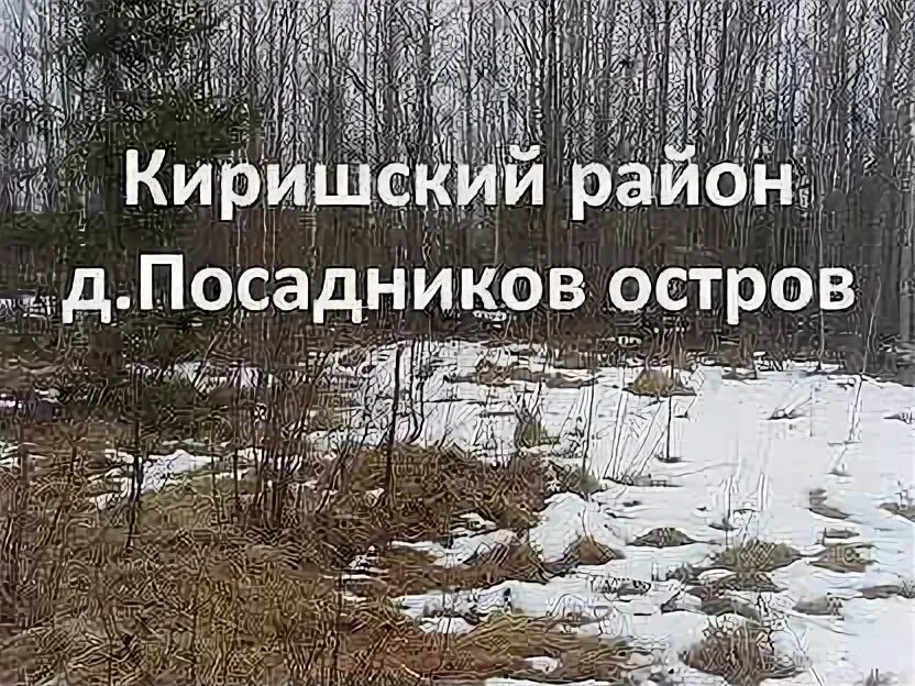Посадников остров лес. Садоводческом массиве посадников остров. Снт посадников остров. Обл. Погода посадников остров на 3.