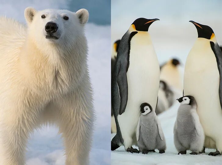 белые медведи в антарктиде. белые медведи и пингвины. белый медведь ест пингвина. антарктида белые медведи и пингвины. белый медведь и пингвин.