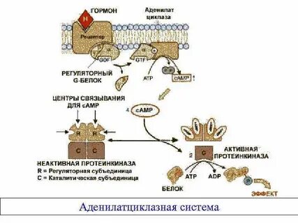 Регуляция протеинкиназы а
