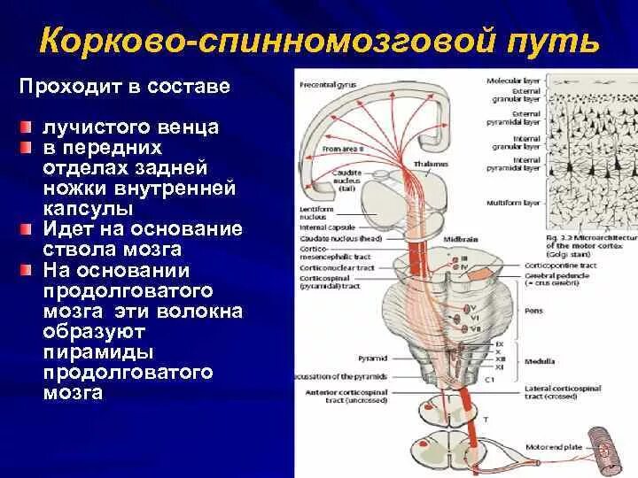 Корково мышечный путь неврология схема. Корково-мышечный путь пирамидный. Корково мышечный путь и пирамидный путь. Пирамидный путь Лучистый венец. Поражения корково мозга