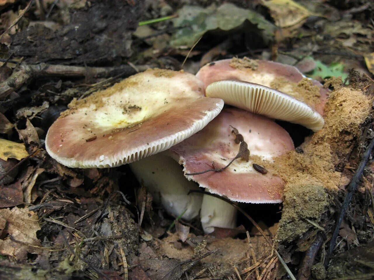 Волнушка пластинчатый гриб. Сыроежка гриб. Russula vesca – сыроежка пищевая. Сыроежка сардониксовая.