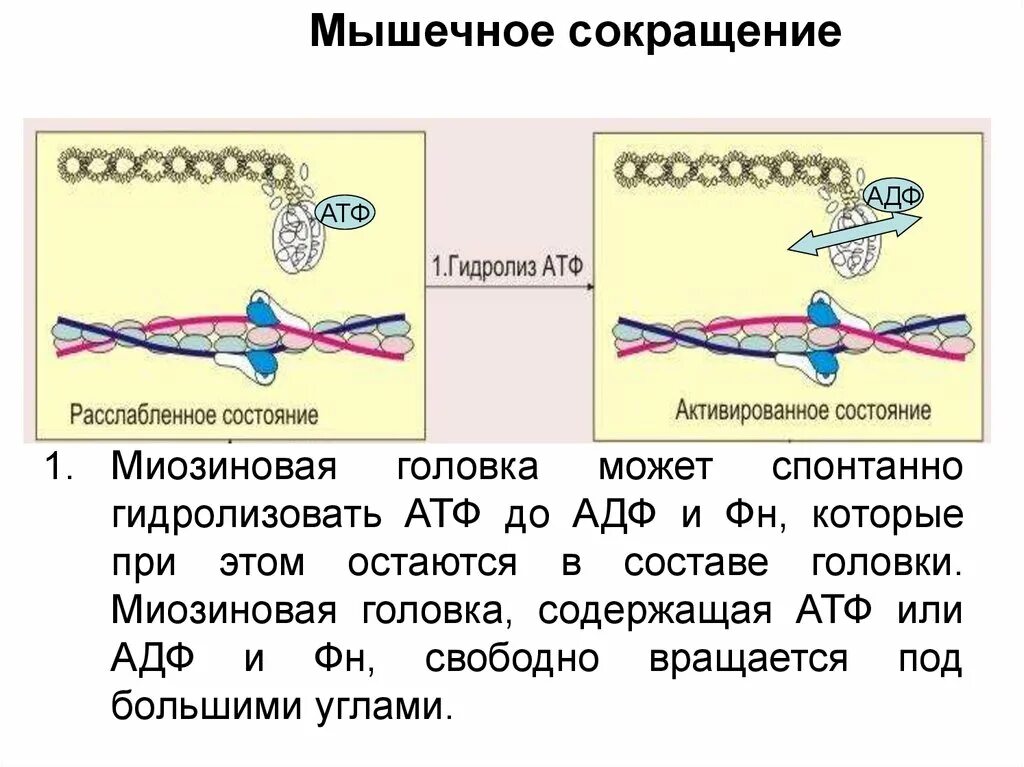 Миозин биохимия. Сокращение мышц. Биохимия мышечного сокращения. Сокращение мышц биохимия.