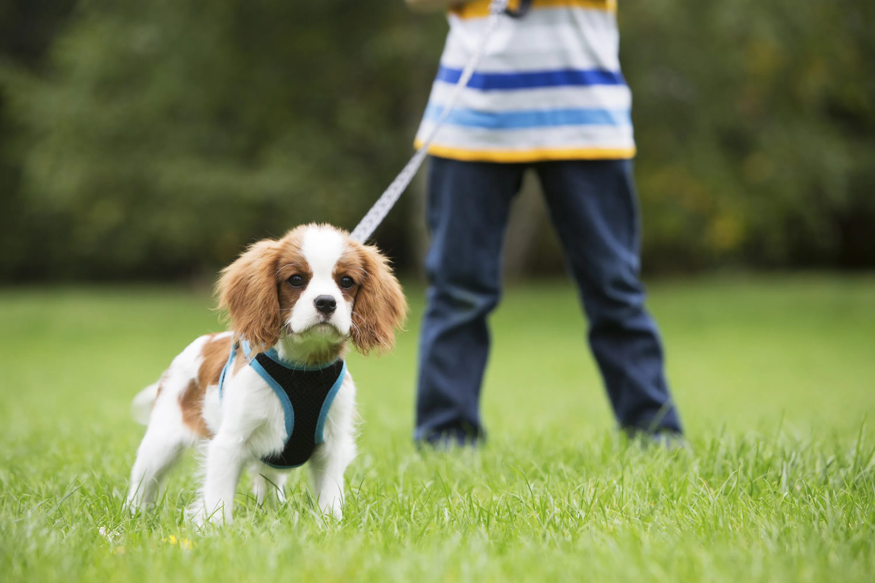 Прогулка с собакой. Поводок для собак. Щенок с поводком. Walking pet