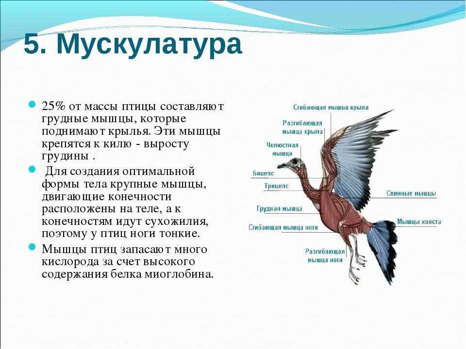 Способность птиц летать всегда привлекала человека основная. Класс птицы мускулатура. Мышцы крыльев птиц. Строение мускулатуры птиц. Мышечная система птиц.