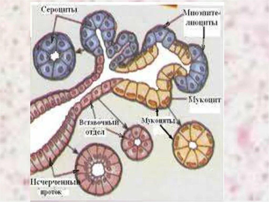 Клетки слюнных желез гистология. Сероциты и мукоциты. Схема слюнных желез гистология. Белковые серозные железы строение. Экзокринные железы выводные протоки